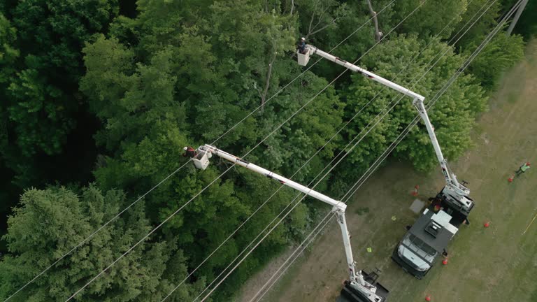 Reliable Newton, AL Tree Services Solutions